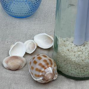 Decoratie schelpen